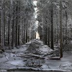 Un coin de forêt au signal de Botrange