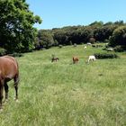 Un coin de paradis en aveyron....