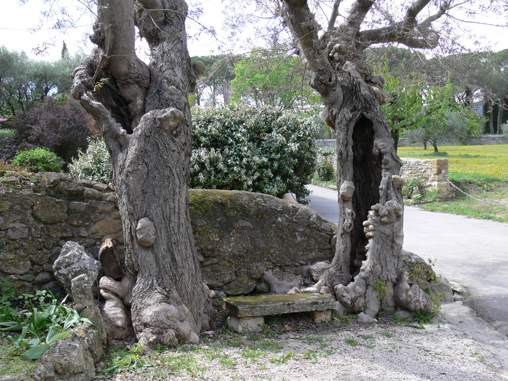 un coin de repos entre les oliviers à Lourmarin