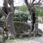 un coin de repos entre les oliviers à Lourmarin