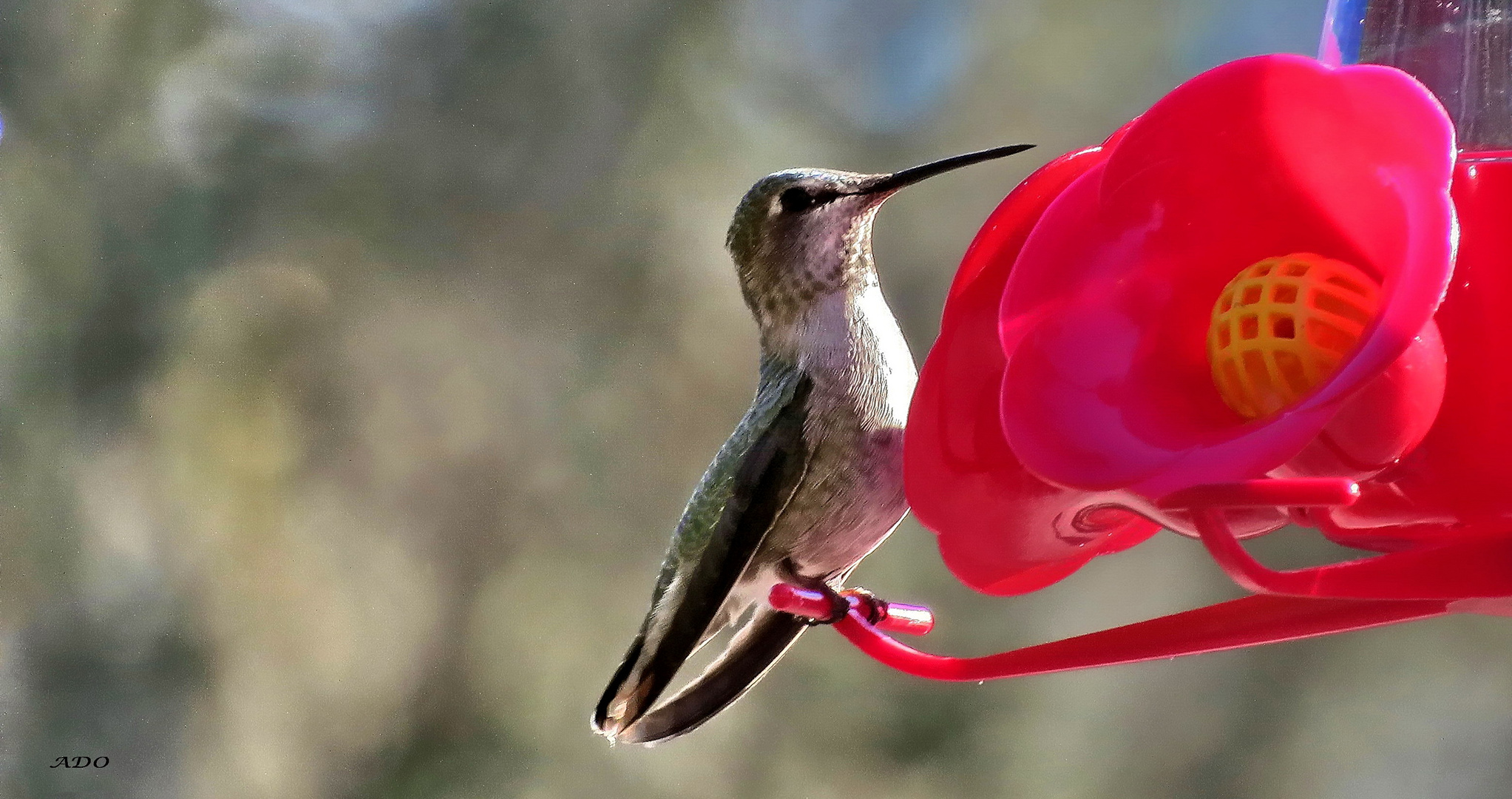 Un   COlibri