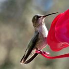 Un   COlibri