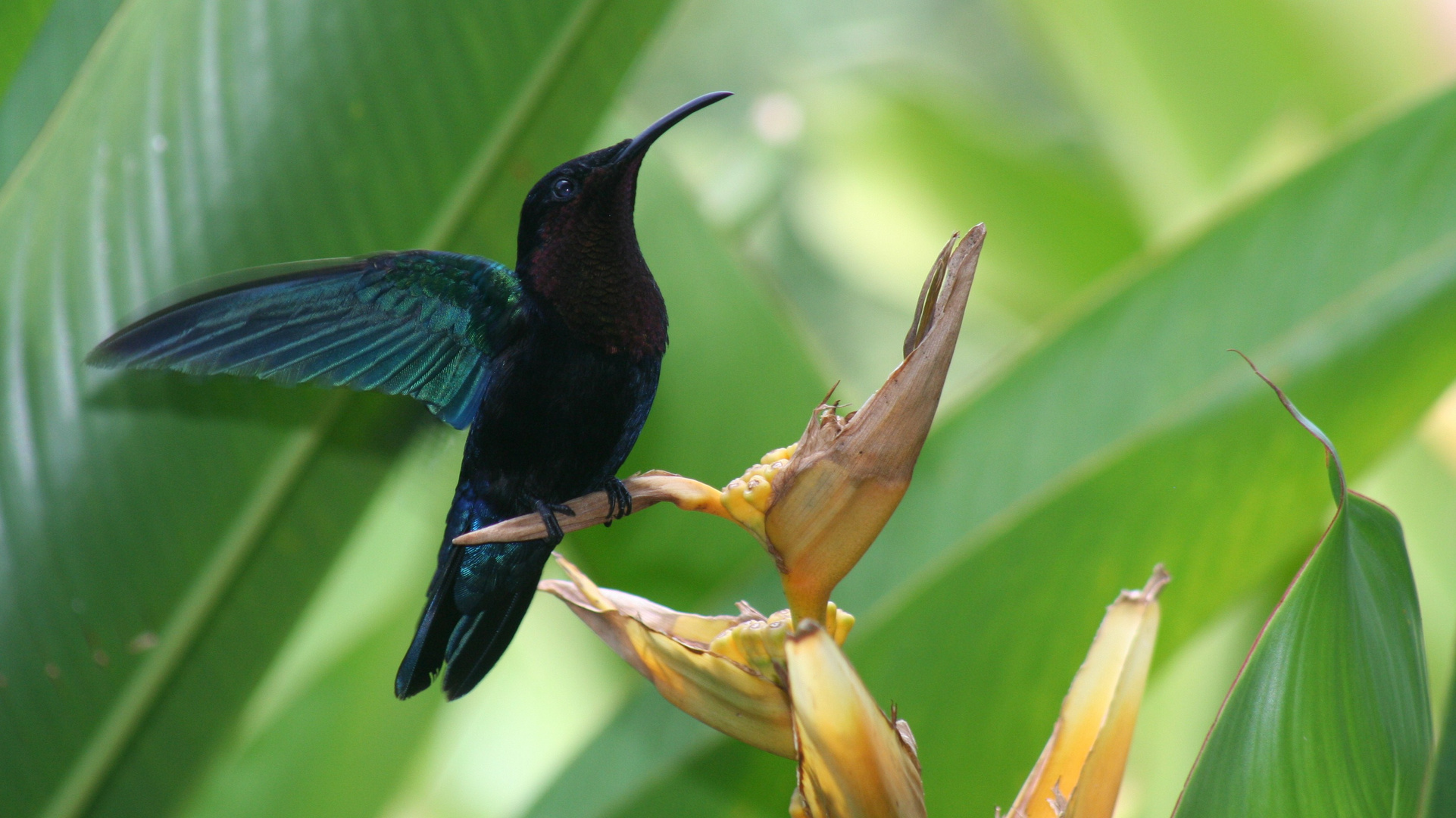 un colibri au paradis !