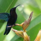 un colibri au paradis !