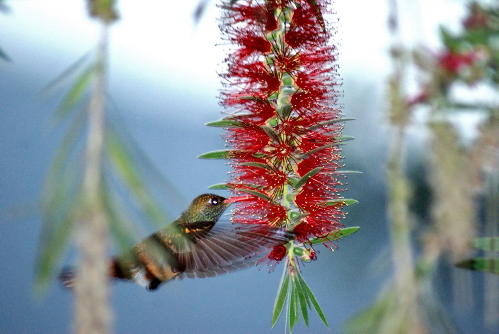 un colibri mas