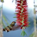 un colibri mas