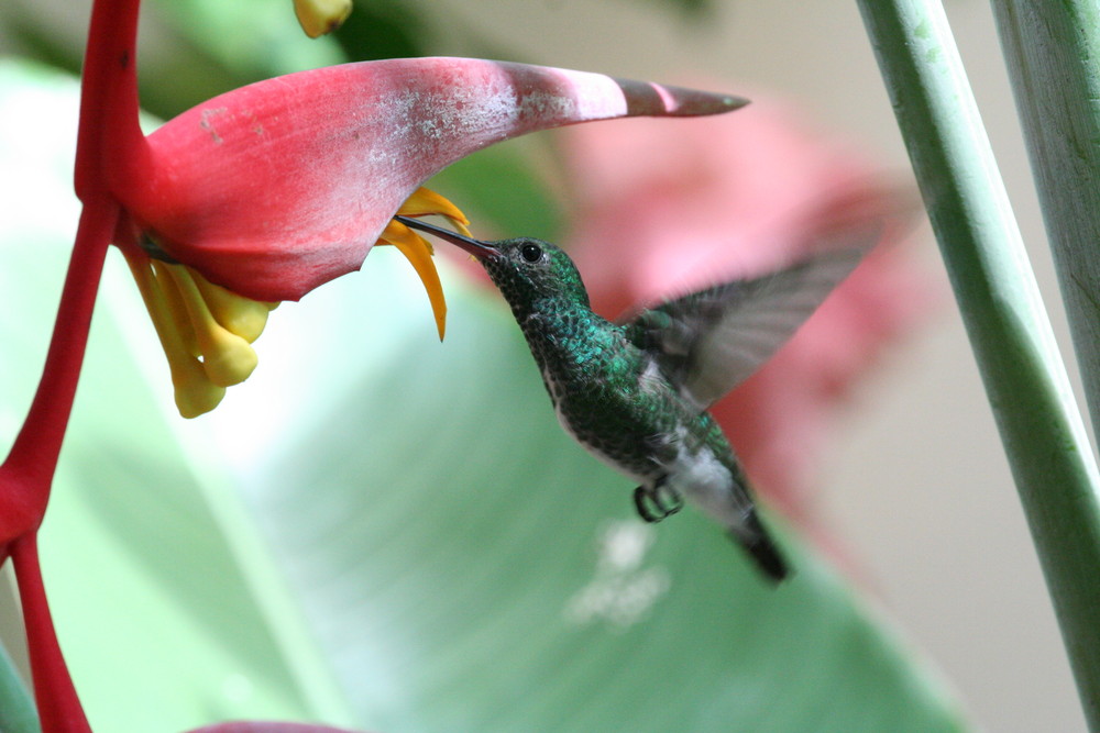 Un Colibri...mais lequel?