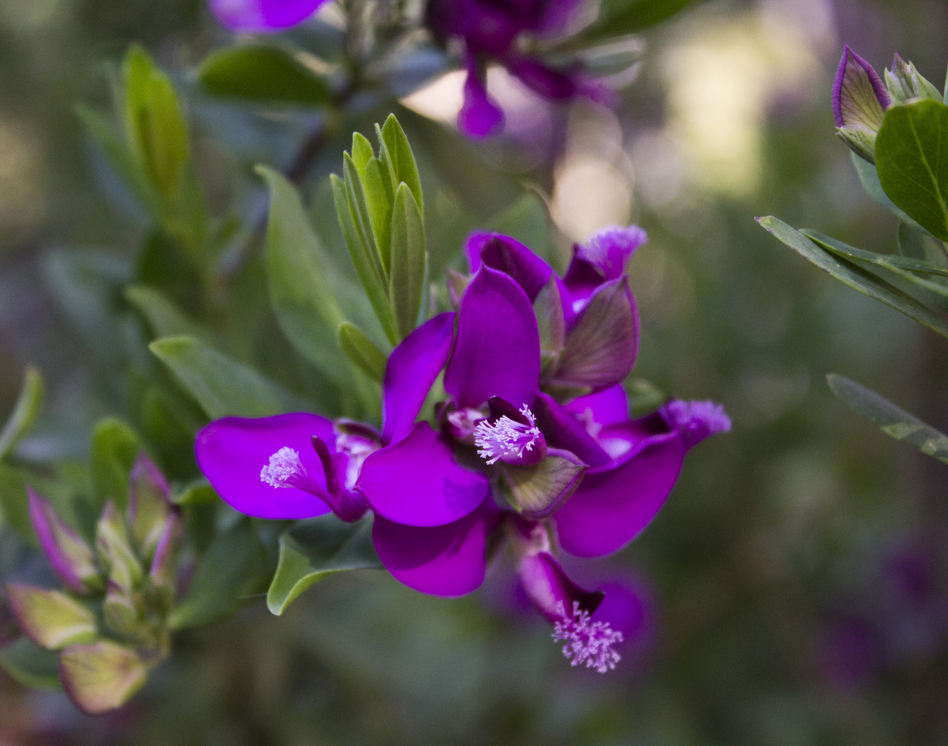 Un colore : il Viola