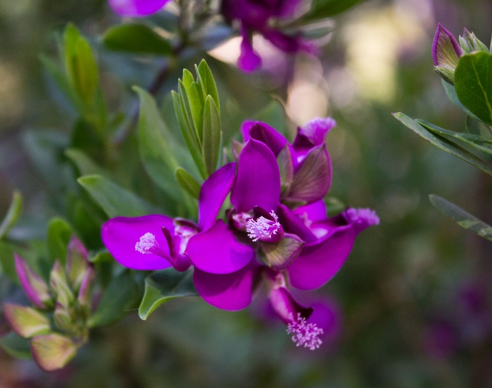 Un colore : il Viola di Alessandro Minervini 