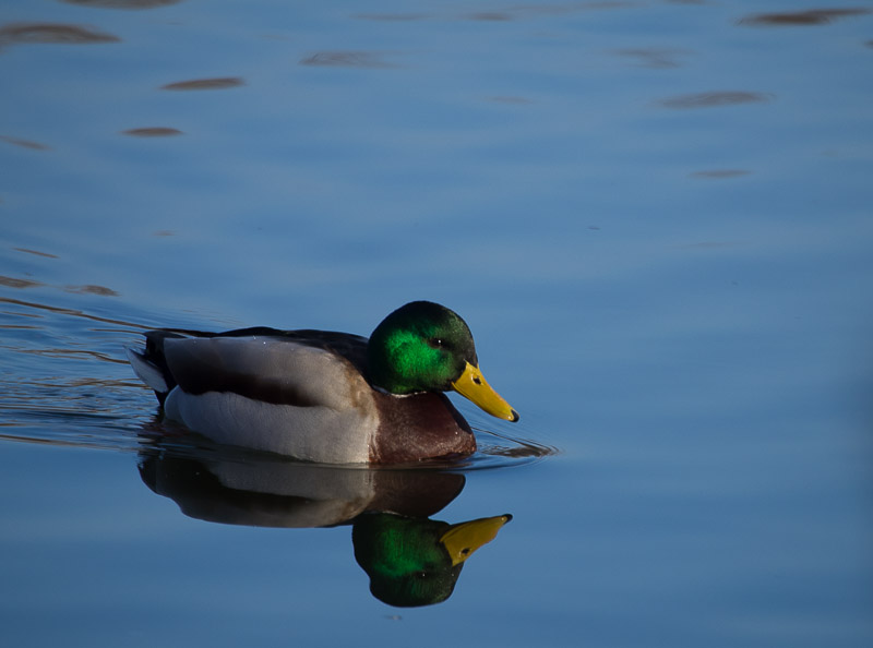 Un colvert et son reflet