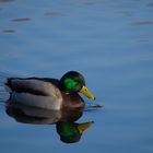 Un colvert et son reflet