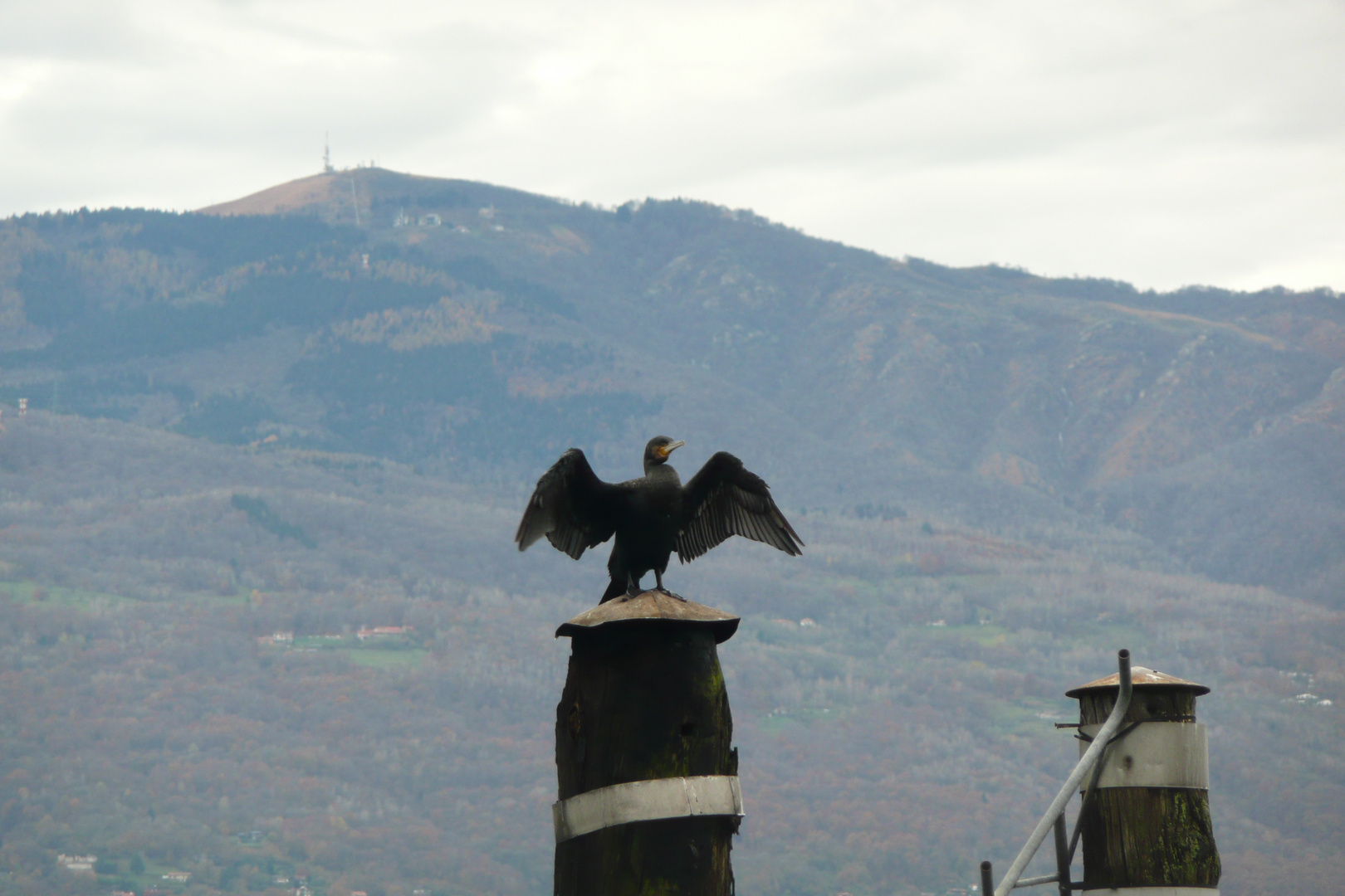 un comorano al lago tenta di asciugarsi le piume ...