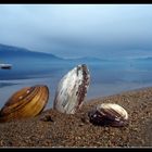 Un compañia a lago Kerkini Grecia