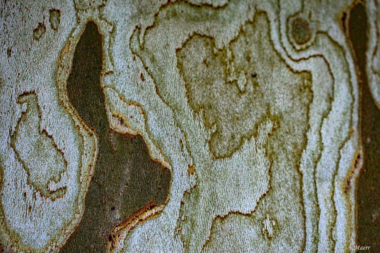 Un conejito en la escuela.Macro con los dibujos de un árbol (un plátano) sin la corteza.