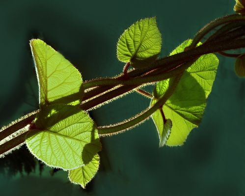  Un contraluz en el jardin 