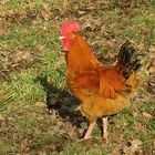 ... un coq imposant !!!...