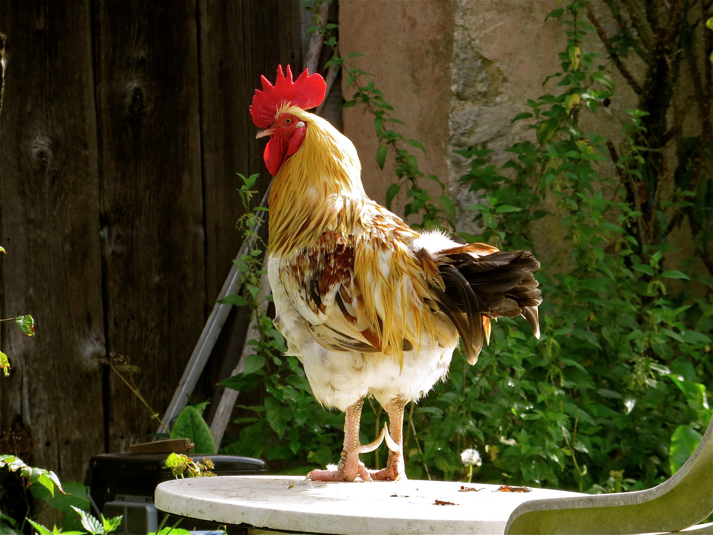 ...un coq sur le table !!!...