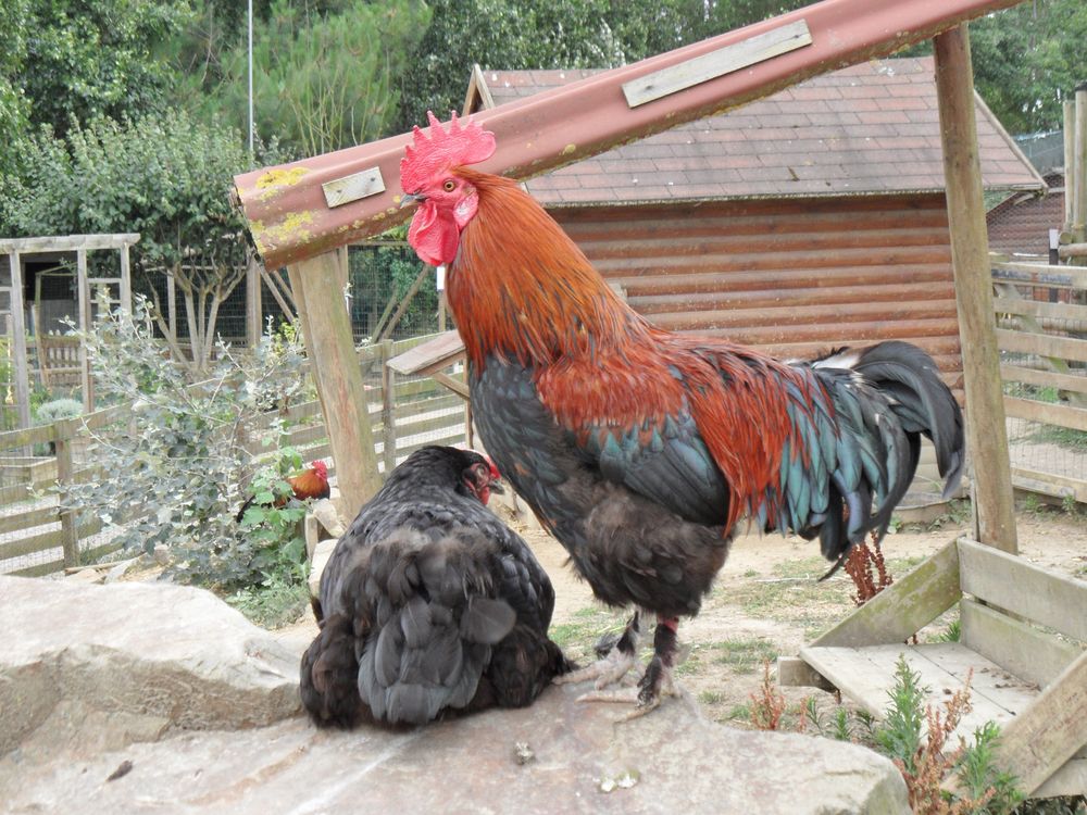 Un coq sur site "Pierre et Vacances" à Port de Bourgenay (Vendée) - France - Juillet 2011