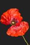 Un coquelicot von Pierre LAVILLE 