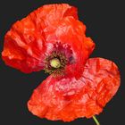 Un coquelicot