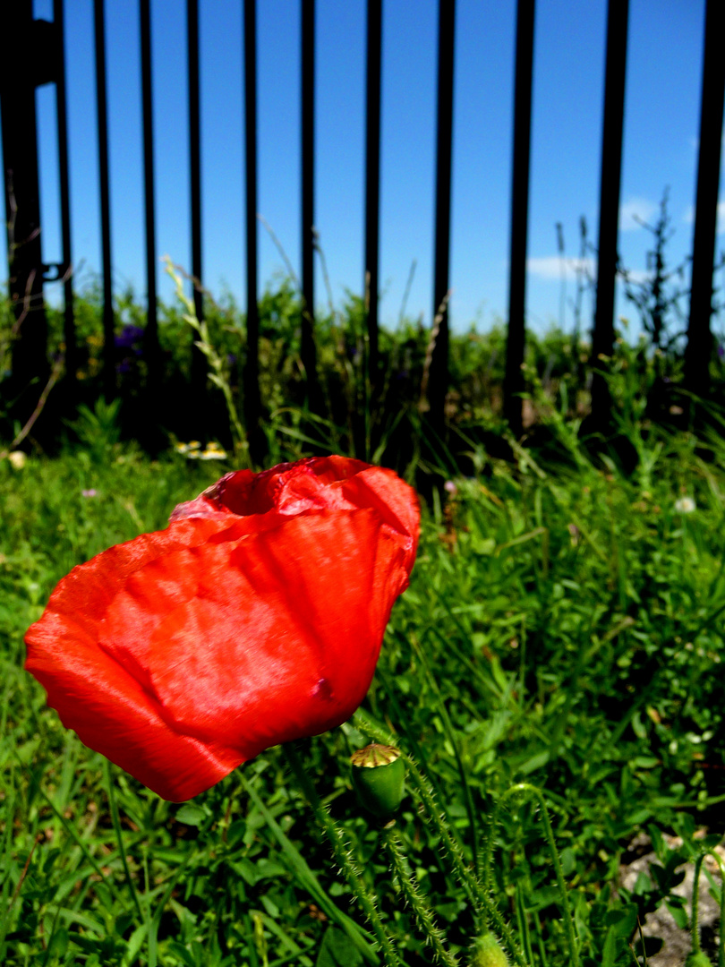 Un COQUELICOT à MARGAUX