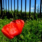 Un COQUELICOT à MARGAUX