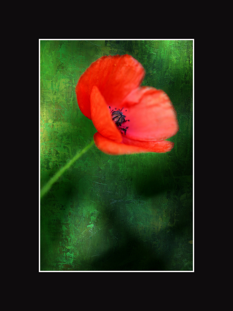 Un coquelicot en tableau...