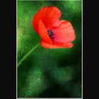 Un coquelicot en tableau...