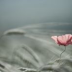 Un coquelicot, Un été