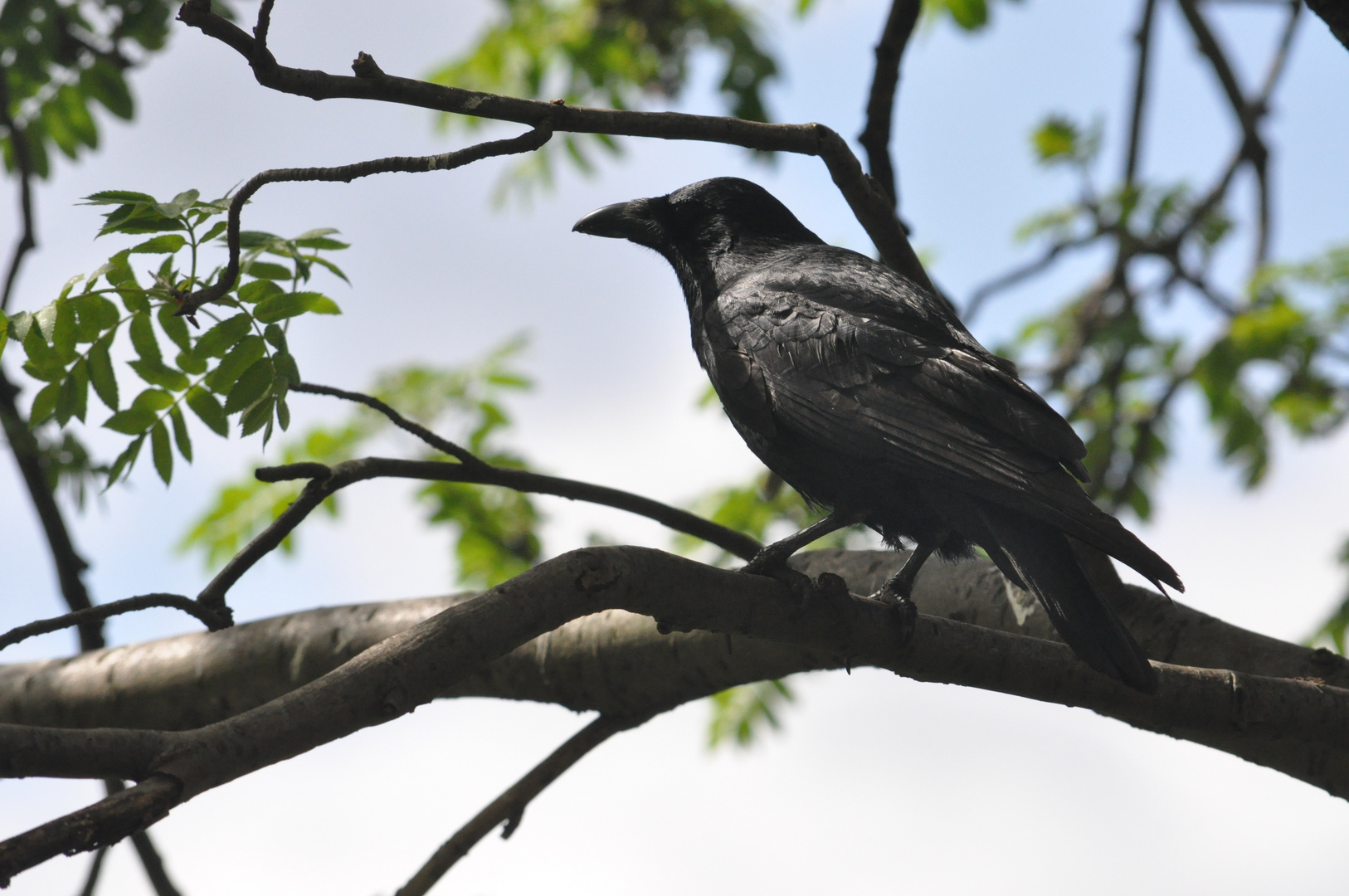 un corbeau