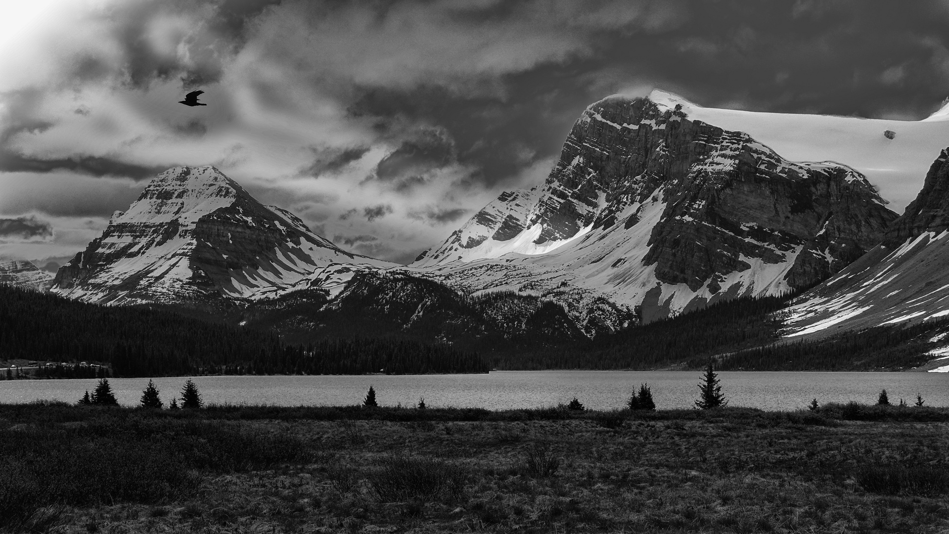 Un corbeau sur la route de Jasper, Alberta, Canada