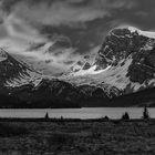 Un corbeau sur la route de Jasper, Alberta, Canada