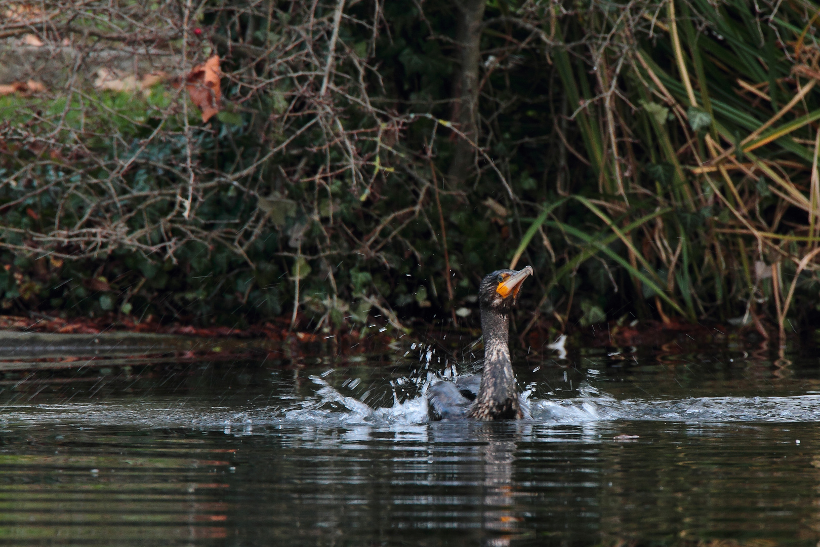 un Cormoran Heureux