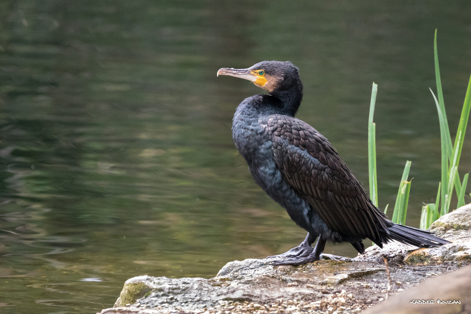 Un cormoran prend la pose!