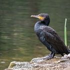 Un cormoran prend la pose!