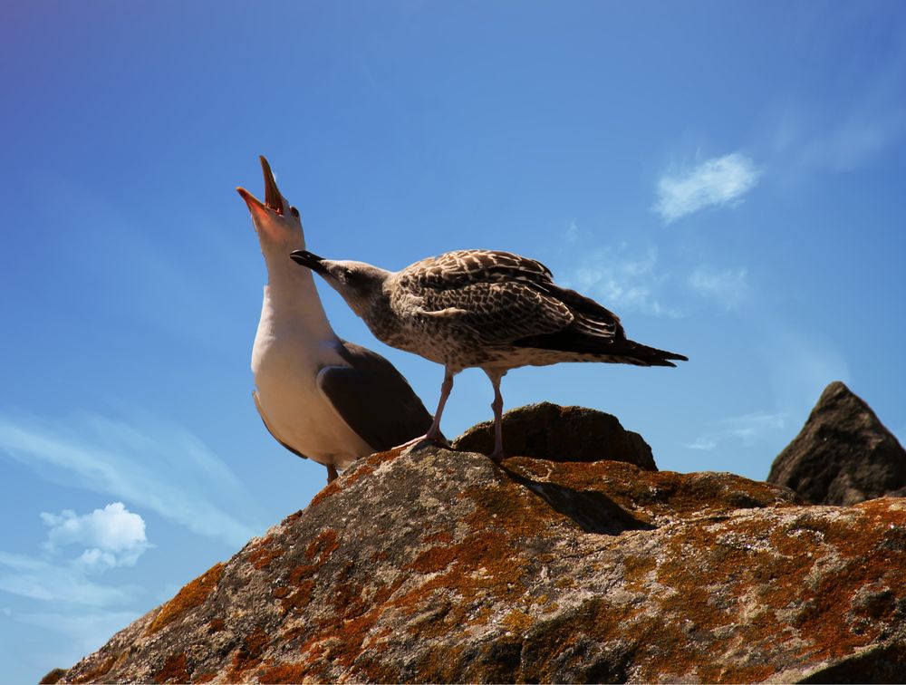 un couple d'amoureux qui se bécotent ? photo et image | europe, spain,  galizien & asturien Images fotocommunity