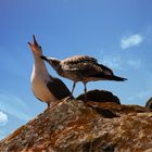 un couple d'amoureux qui se bécotent ?