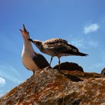 un couple d'amoureux qui se bécotent ?