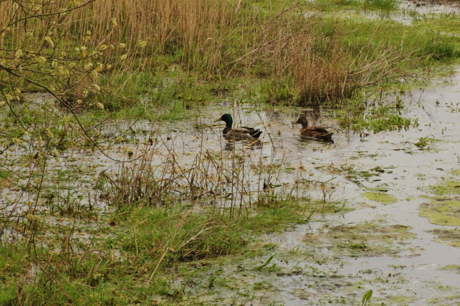 Un couple de canards