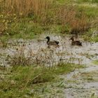 Un couple de canards