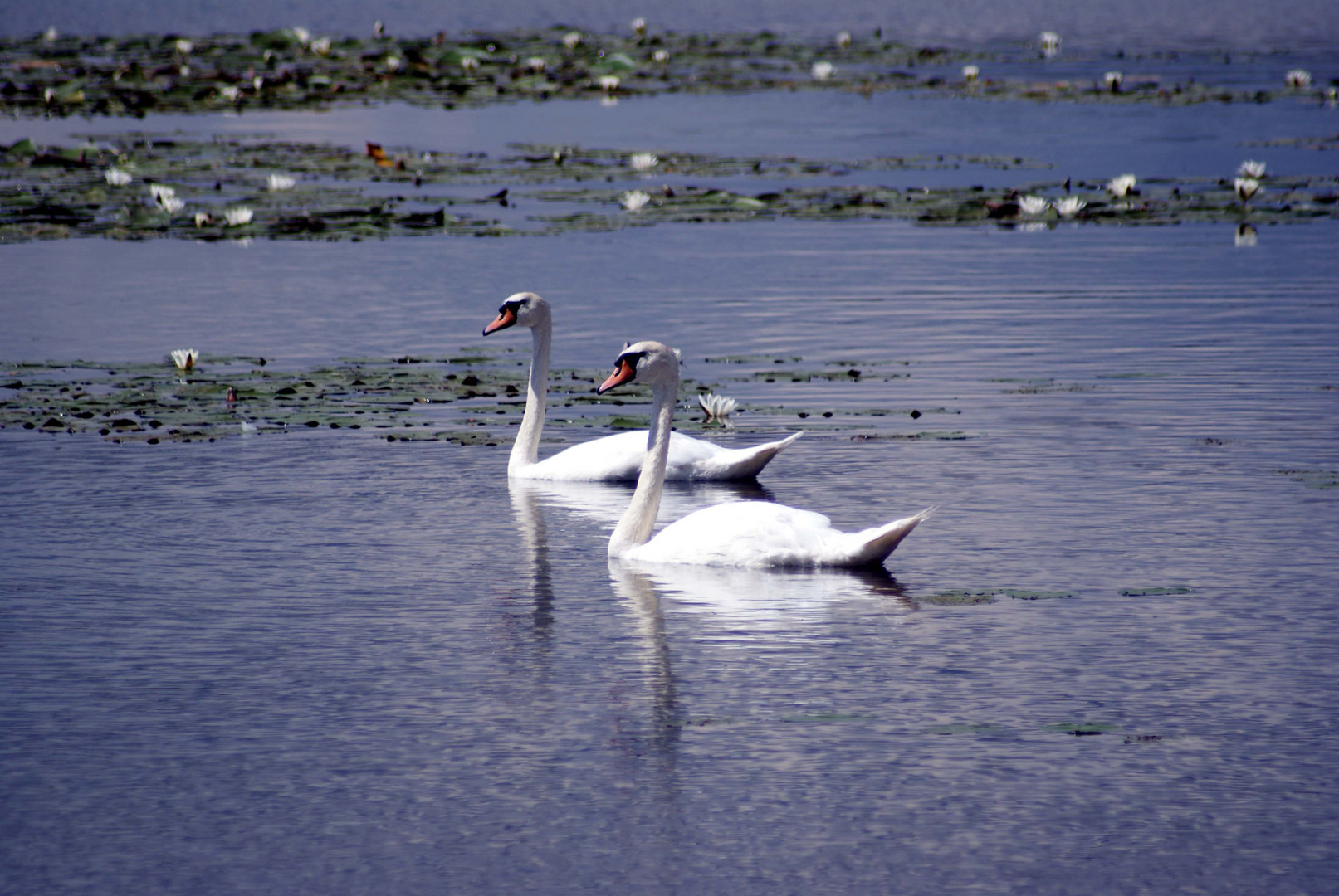 un couple de cygnes bien heureux!