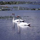 un couple de cygnes bien heureux!