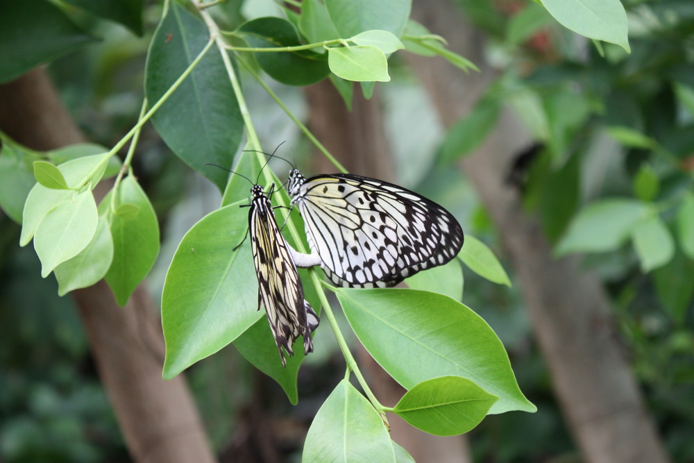 UN COUPLE DE PAPILLONS