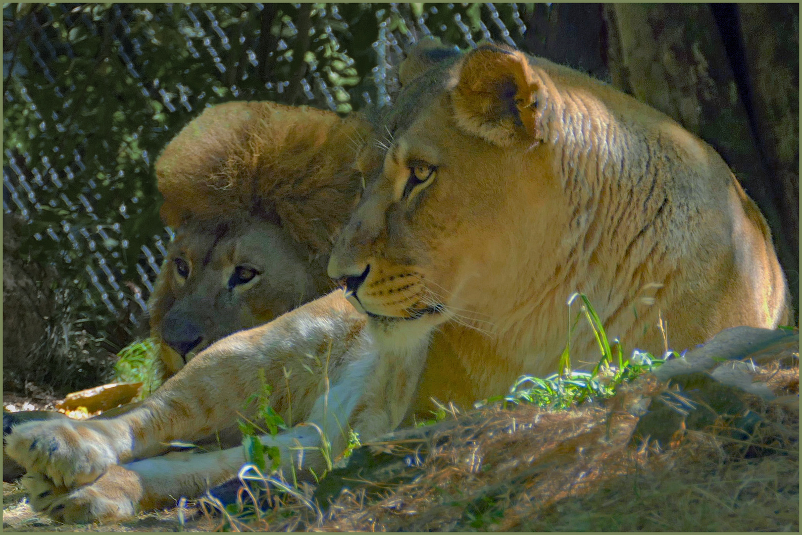 un couple tranquille ...;