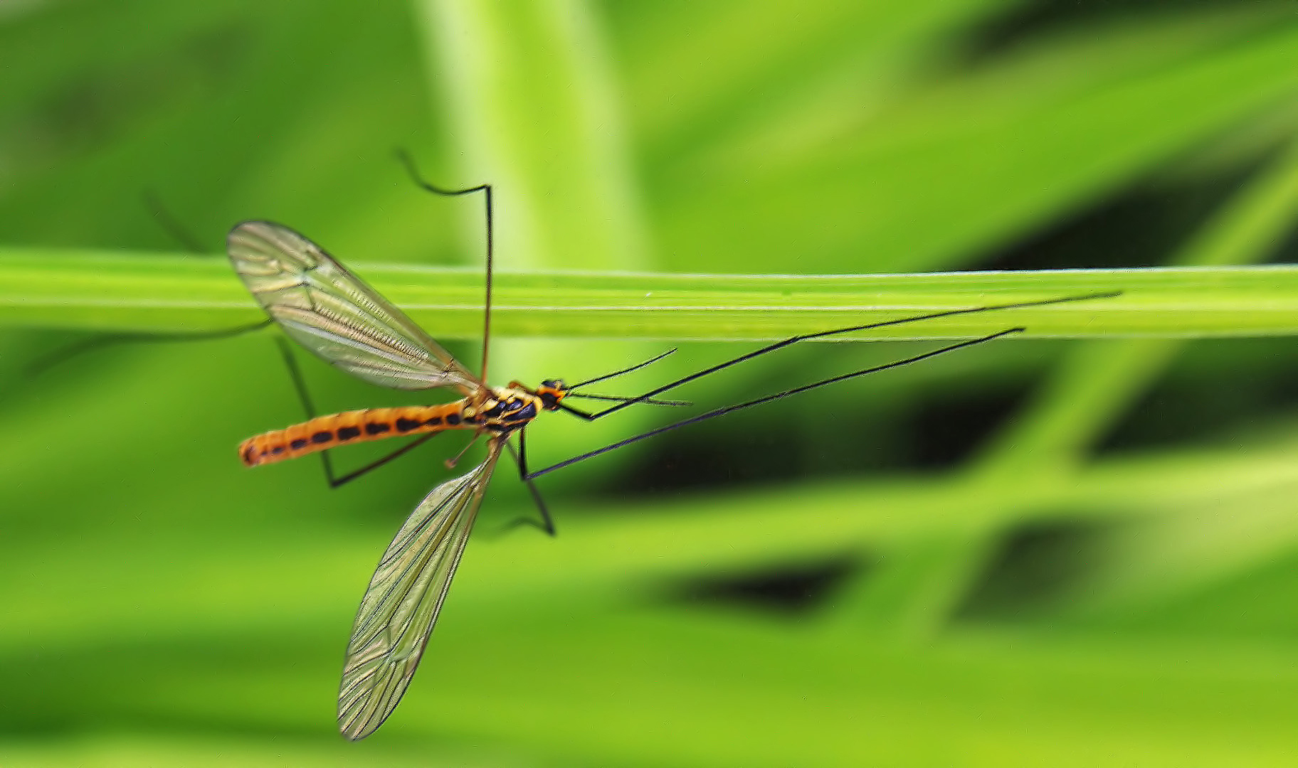 Un cousin dont on se passerait bien  --  Tipula oleracea  --  Wiesenschnake