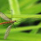 Un cousin dont on se passerait bien  --  Tipula oleracea  --  Wiesenschnake