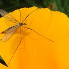 Un cousin qui déguste du nectar...