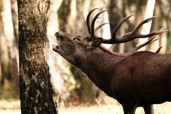 un cri d'Amour  DSCF4191