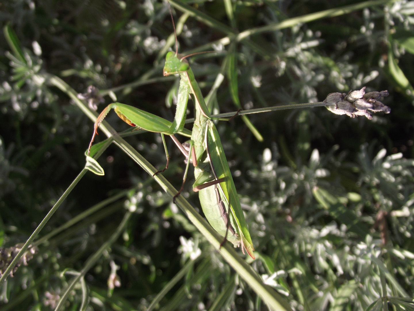 un criquet cameleon