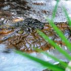 Un crocodile se lave aussi les dents.